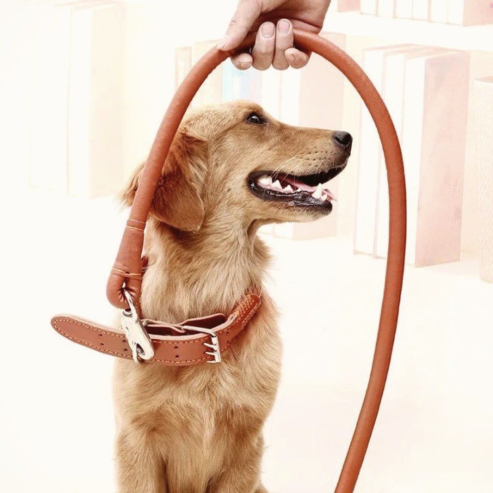 The Windsor Collar