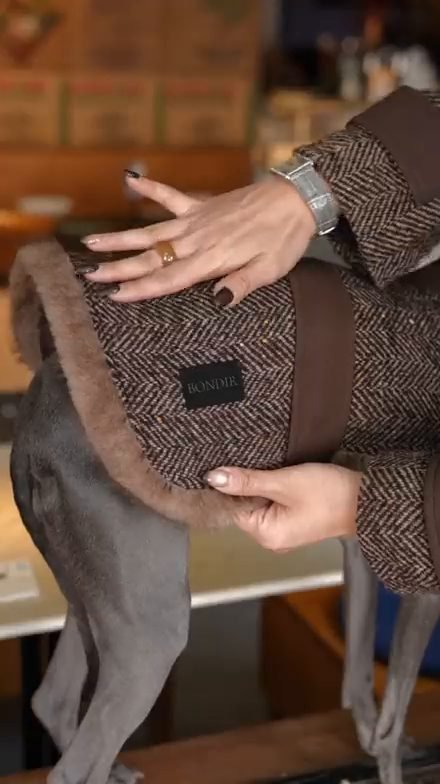 The Windsor Collar - Image 4