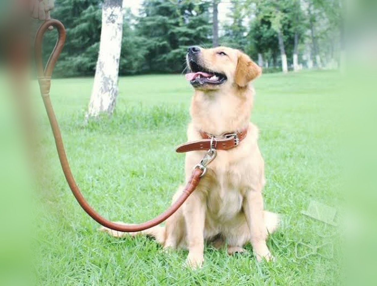 A golden retriever in a chestnut leather collar, held on a rolled leather lead