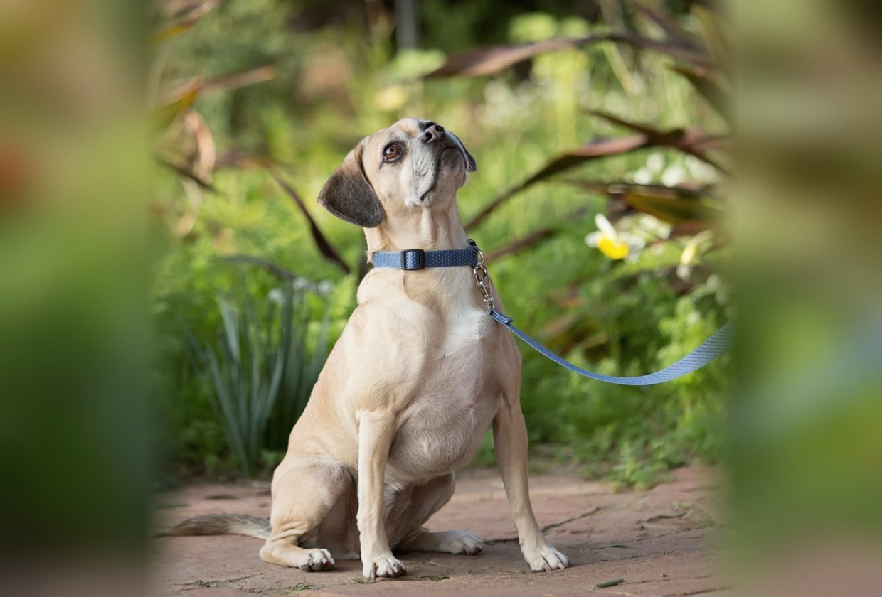 13-a-dog-in-a-silken-paw-collar-and-lead-wa-995ccec9c205